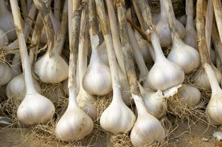 garlic crop drying oit