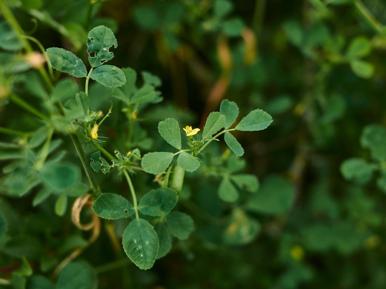 Button Clover Plant