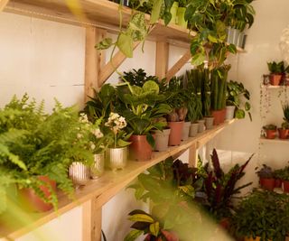 potted plants on wooden shelves