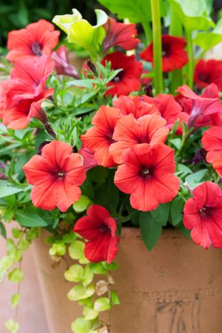 Red petunia flowers in a terracotta pot