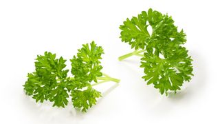 Curly parsley