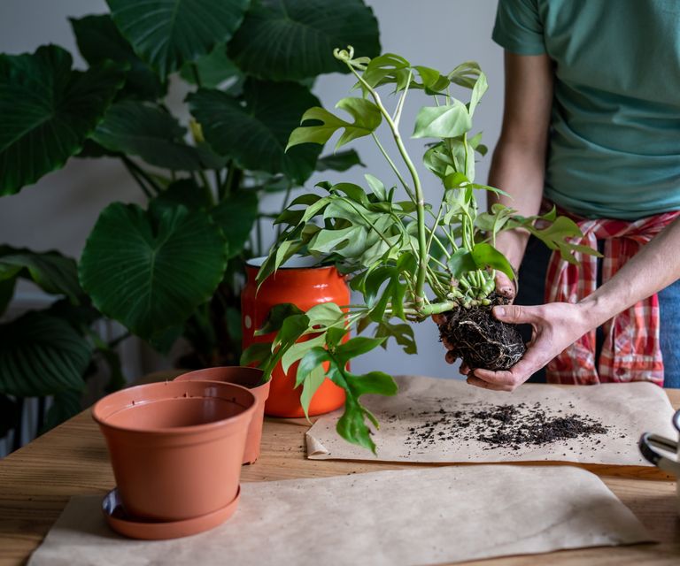 spacing your baby monstera plant the key to a beautiful and healthy garden