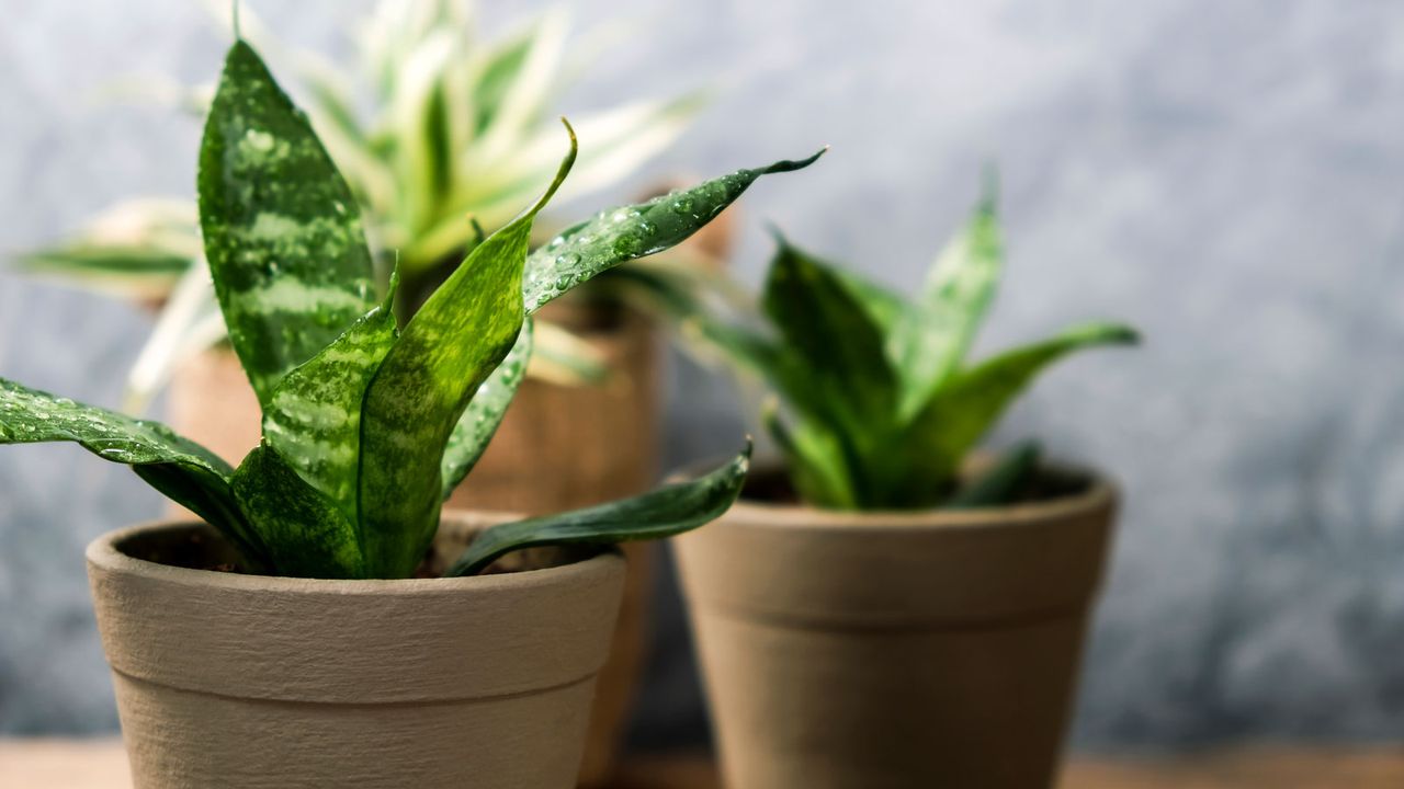 small snake plant grouping in pots