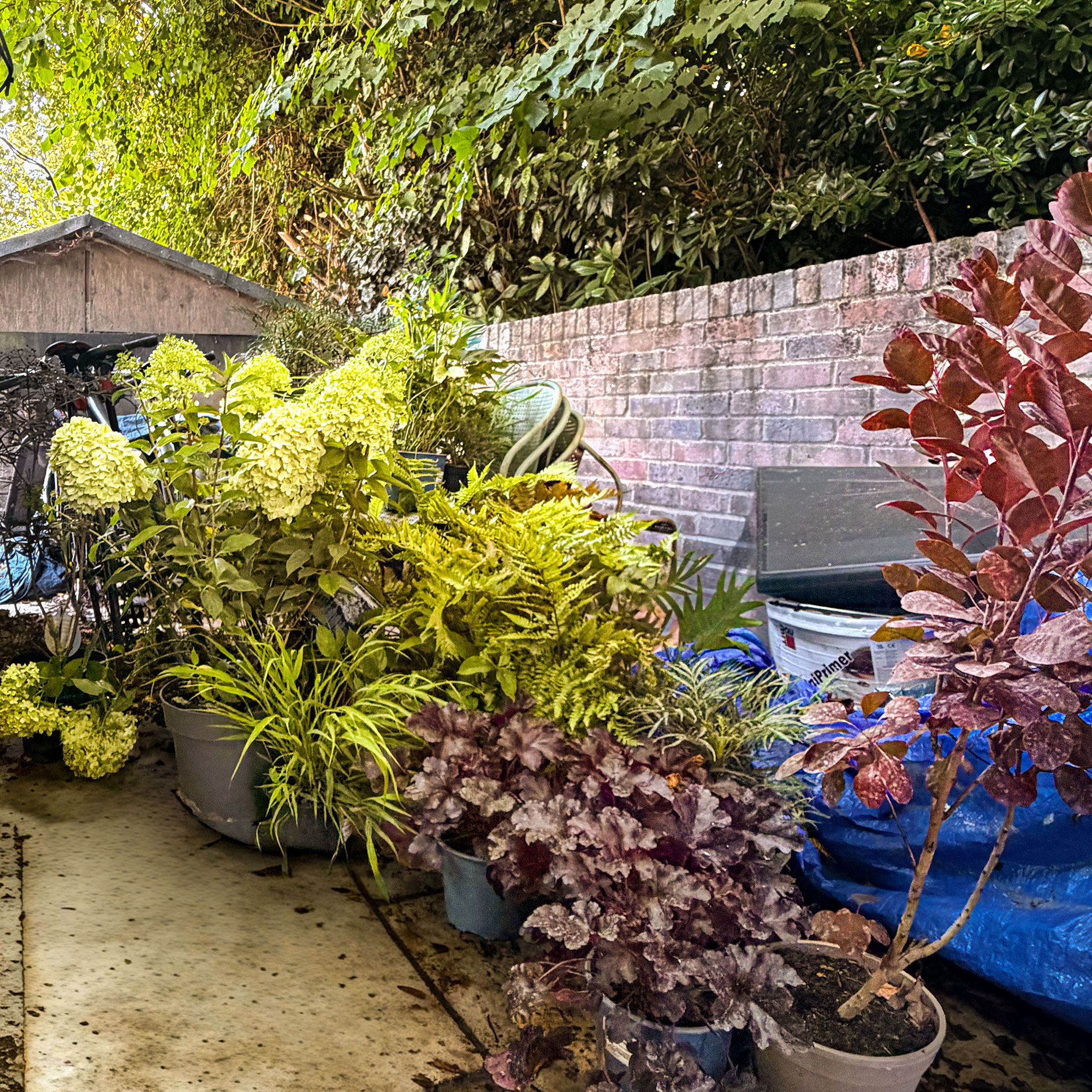 Collection if plants in pots by brick wall pre being put into place in garden