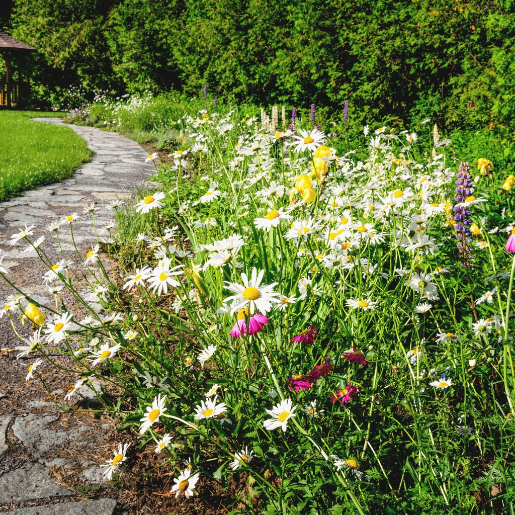 Wildflower garden ideas - clever pollinator planting for every garden ...