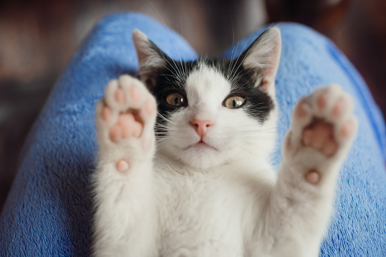 Cats Recognize Their Own Names--Even If They Choose to Ignore Them