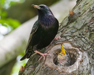Starling with young