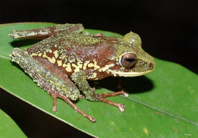 genus Platymantis