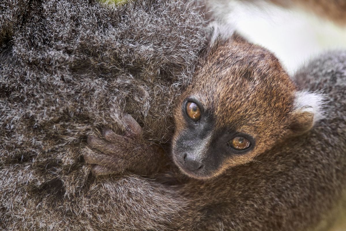 Lemur Earth&#039;s Tropical Islands