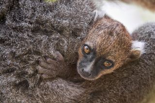 Lemur Earth's Tropical Islands