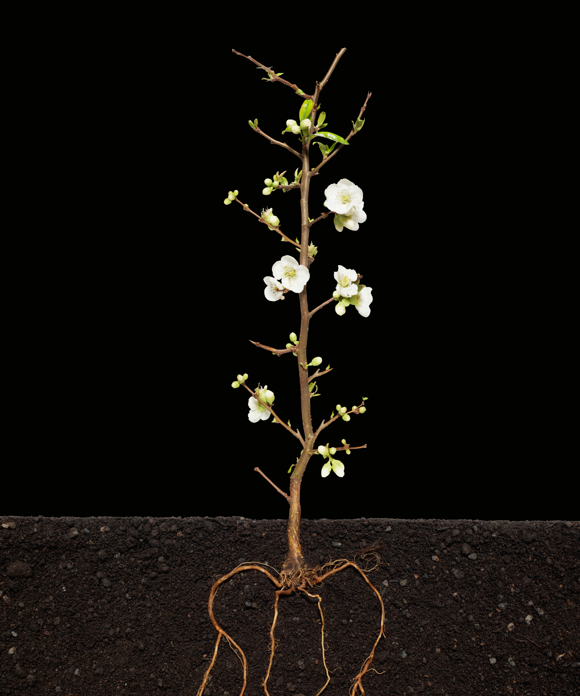 Flowering quince plant with exposed roots