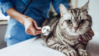 Vet checking cat