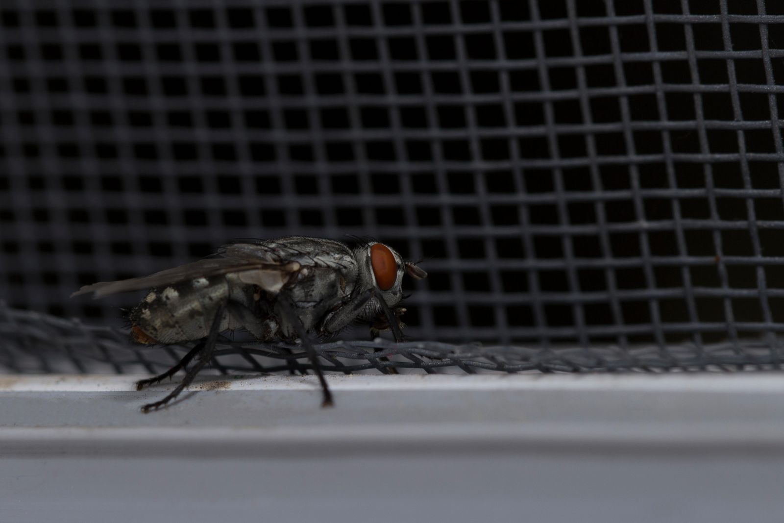 How to keep flies out of the house Homes & Gardens