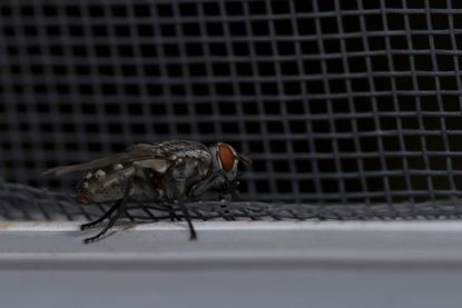 Keep flies out of the house