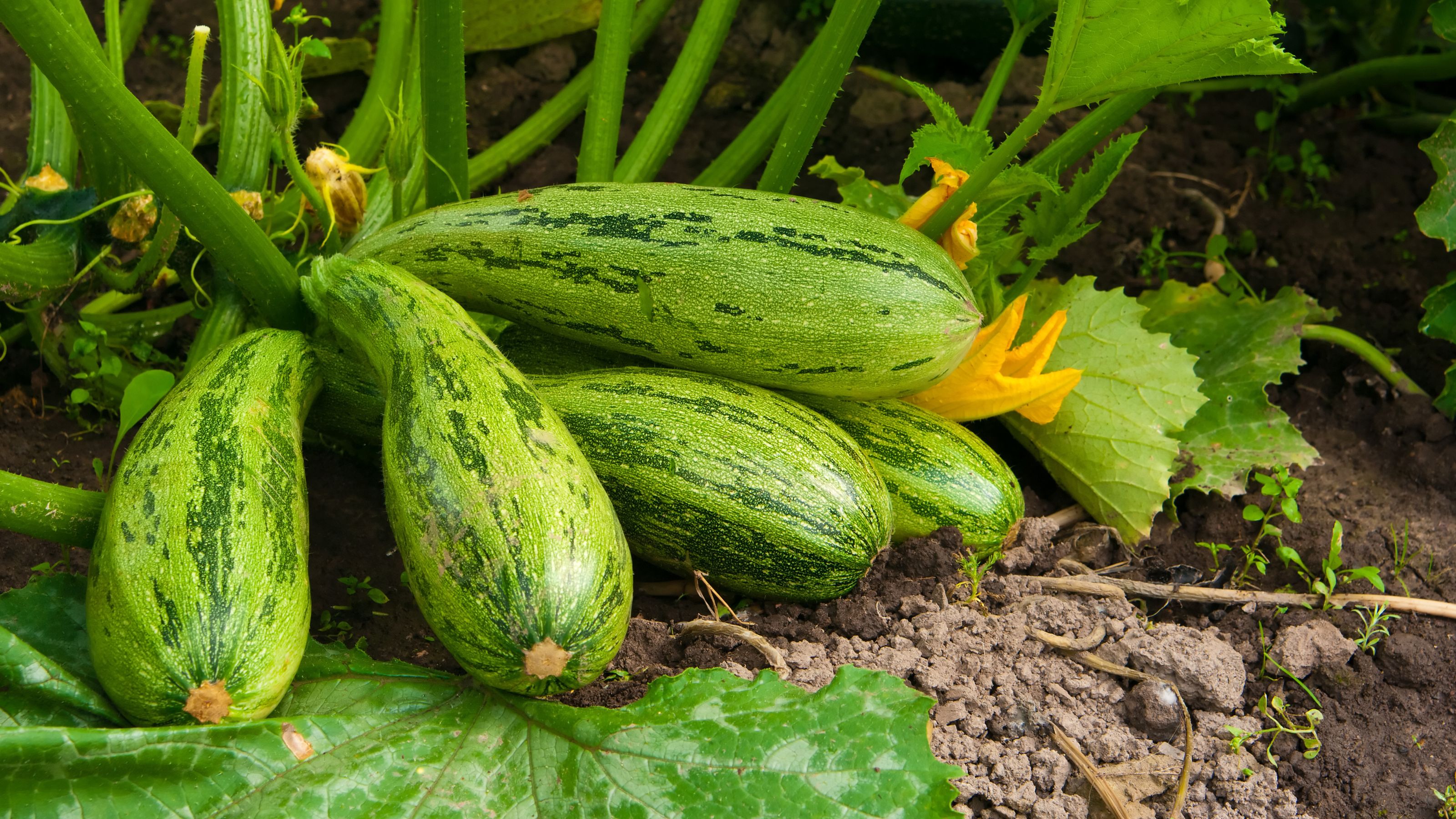 Flowering marrow with fruits