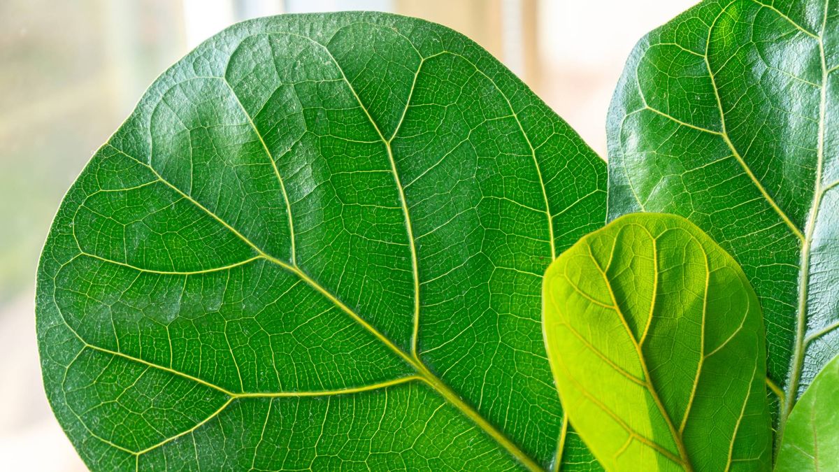 What Your Fiddle Leaf Fig Needs in June – 5 Simple Care Tasks for Shiny Leaves and Healthy Growth