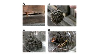 Worker bees forming a hot defensive bee ball. Click for whole series of images: (A) Presentation of a wire-hung hornet to the beehive as a decoy. (B) Hundreds of workers form a hot defensive bee ball surrounding the wire-hung giant hornet. (C) Bee ball recovered in a glass beaker. (D) The giant hornet is dead 60 min after the bee ball forms.