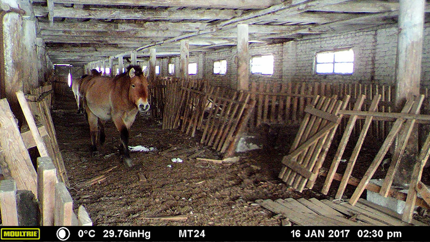 MOULTRIE DIGITAL GAME CAMERA