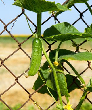 Piante di cetriolo con frutti in formazione che si arrampicano su una rete a maglie larghe.