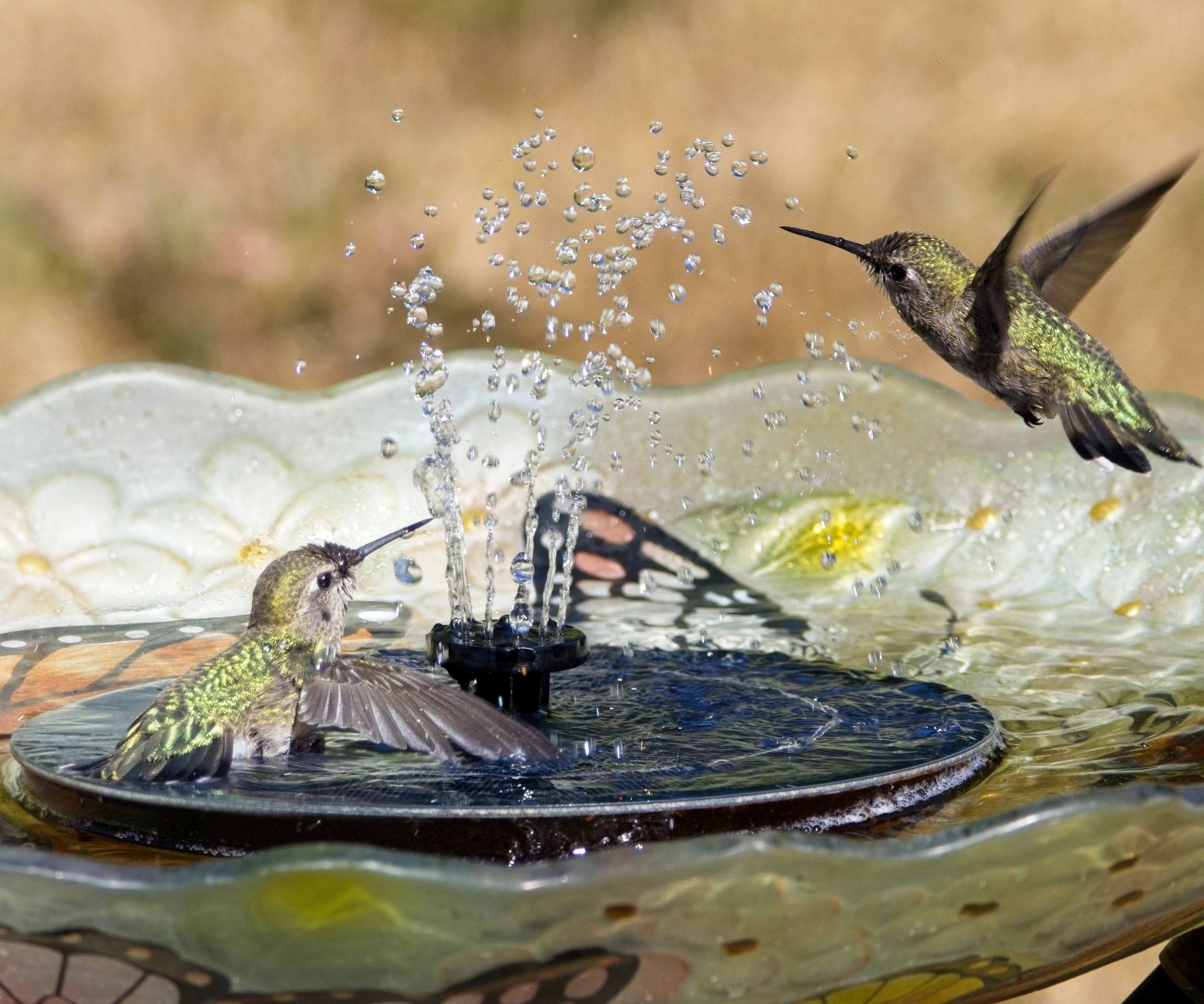 hummingbirds splashing in a bird bath with a fountain