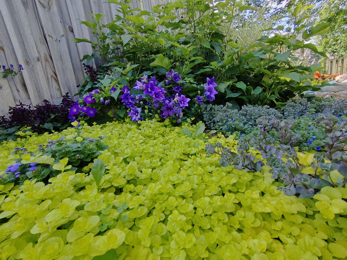 TCL 20 Pro 5G camera samples