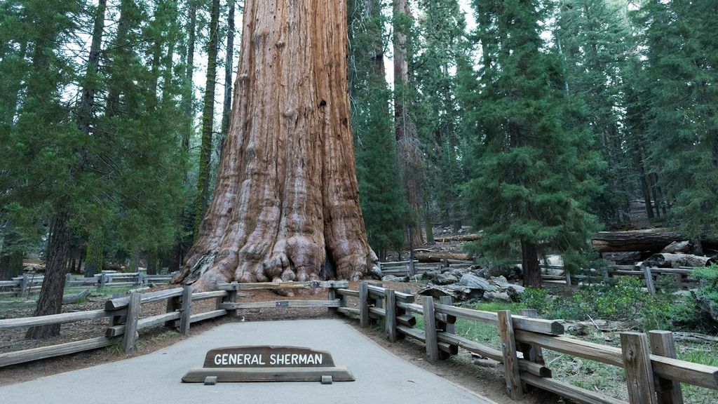 the-oldest-tree-in-the-world-and-the-7-runner-ups-live-science