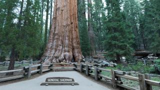 The base of General Sherman, a giant sequoia, with a plaque showing its name