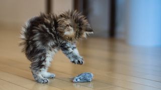 Do cats eat mice? A kitten playing with a mouse toy