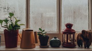 Is condensation on windows bad? Image shows condensated window with plants