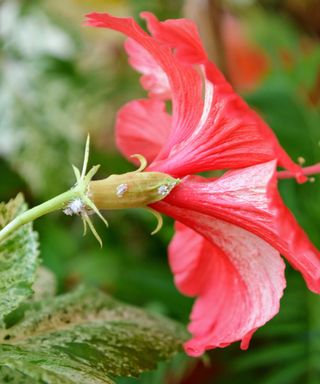 hibiscus powdery mildew on flower head