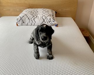 A spaniel on a mattress