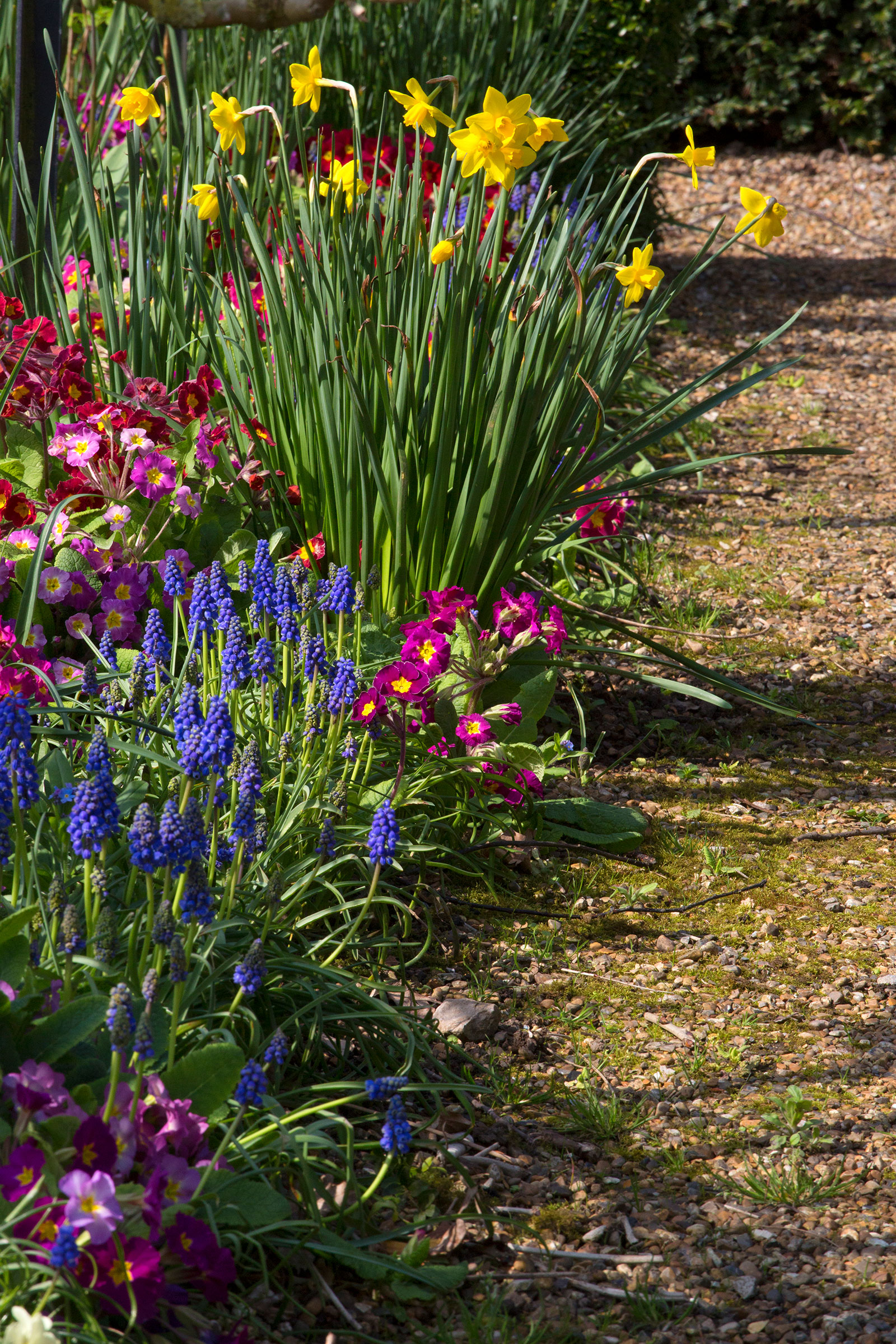 spring flowers daffodils, pansies and hyacinths