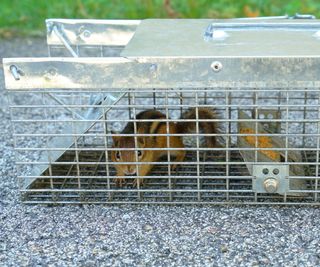 Chipmunks in humane trap