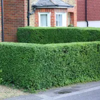 Oval leaf privet | from £15.99 at Crocus