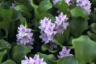 best pond plants for small ponds: water hyacinth