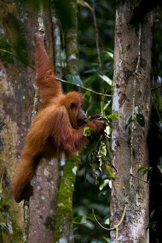 An orangutan swings toward a tree in Sumatra, Indonesia.