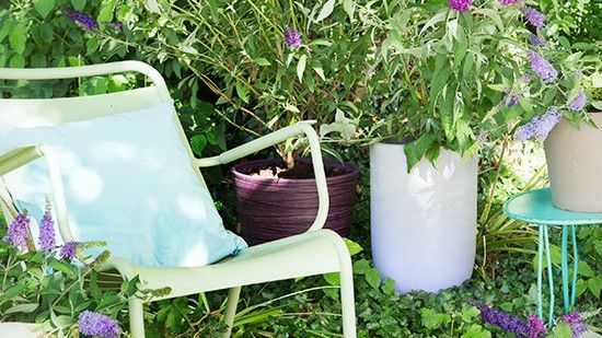 garden with levender plant in white pots and blue stool