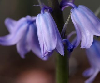 H.orientalis Anastasia hyacinth bloom