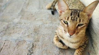 Savannah cat