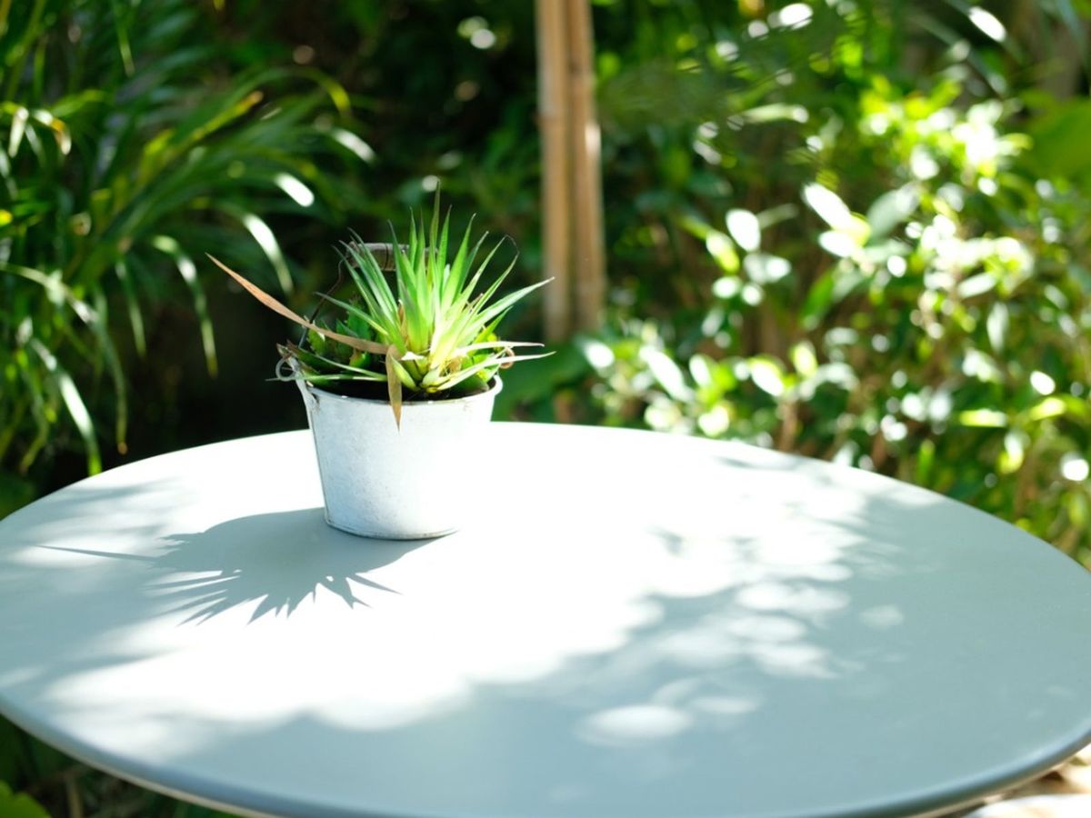 Hardening Off Houseplants How To Move A Houseplant Outside Gardening