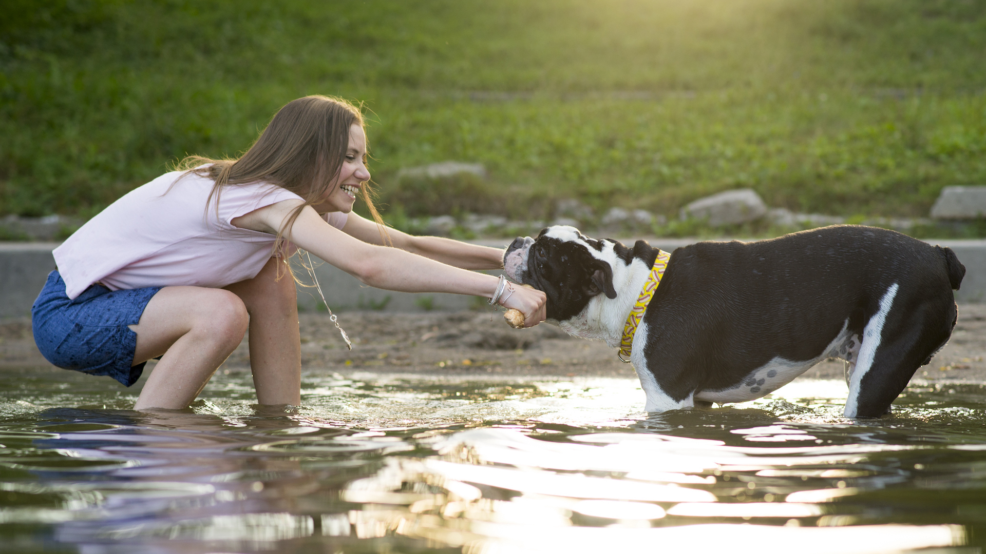 Woman playing tug of war with bulldog