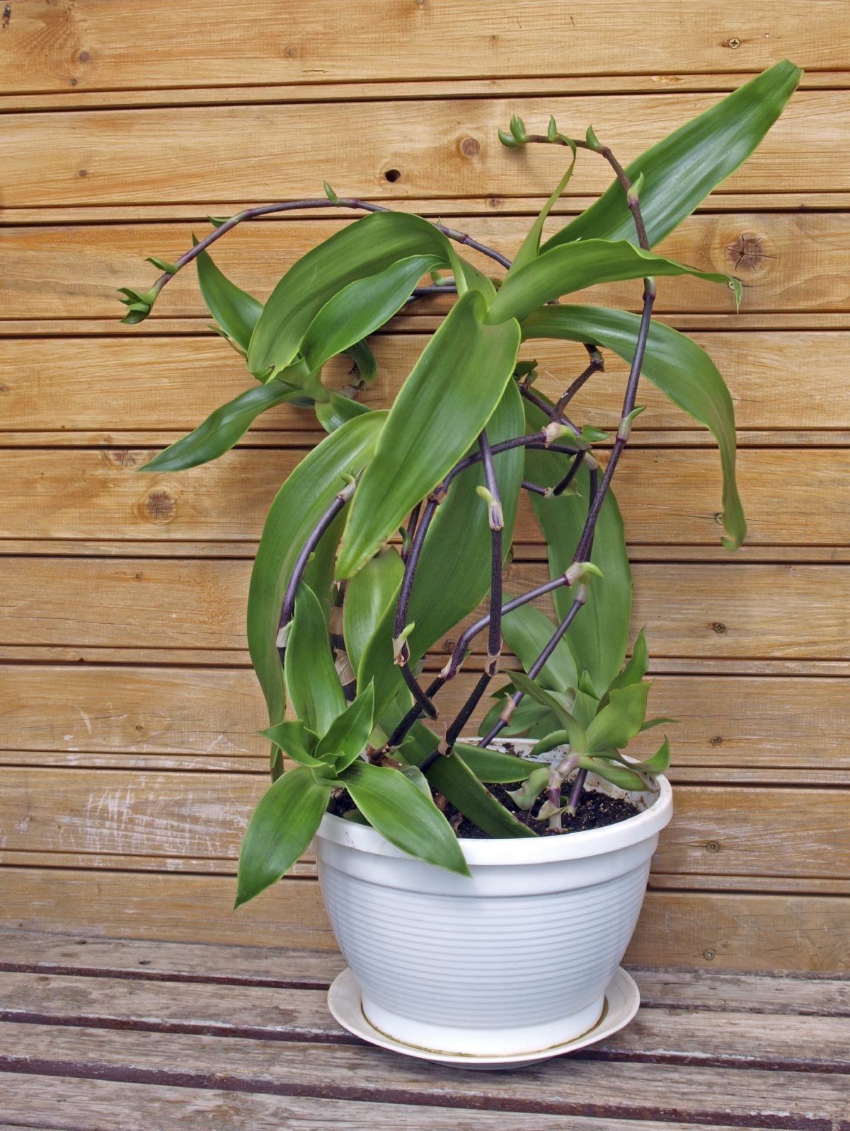 Potted Callisia Plant