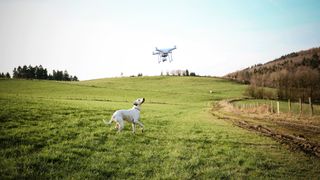 Lost dogs - dog in field looking up at drone