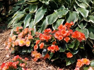 OnePlus Nord N200 5G camera samples