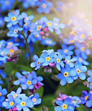 A collection of bright blue forget-me-not flowers with green leaves below them