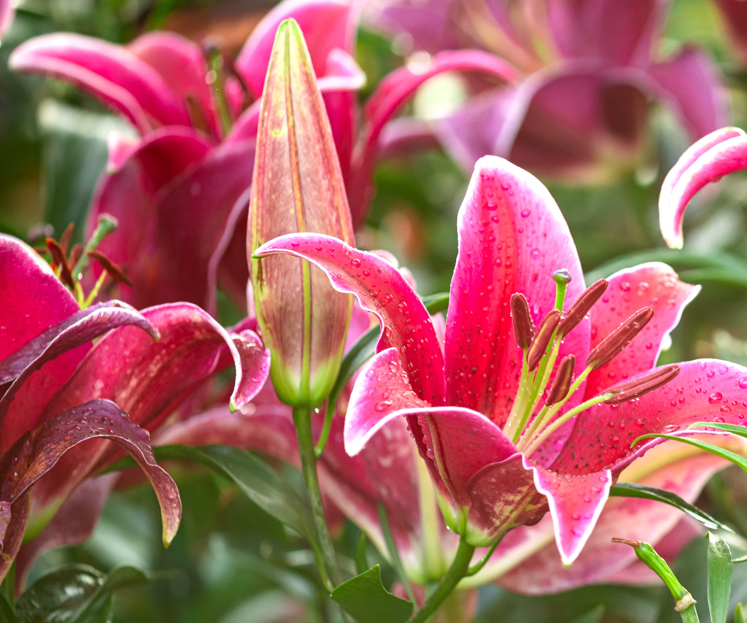 summer lilies with large pinky red flowers