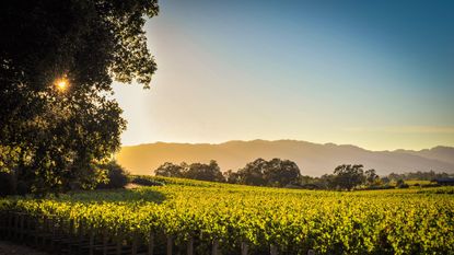 jr0fmt napa valley california, oct 3, 2010 sunset light on meticulously manicured vineyards as the harvest season begins in wine country