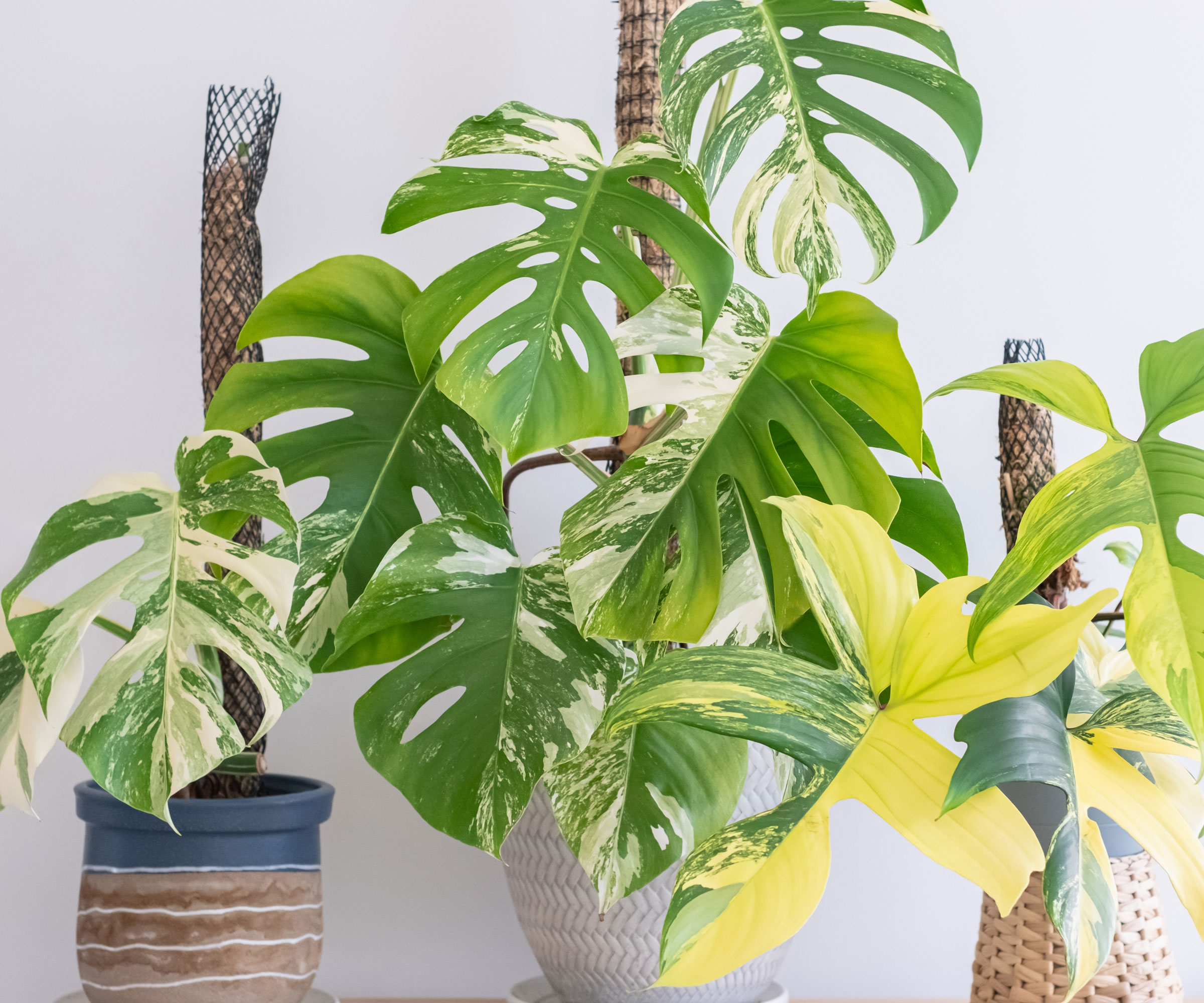 monstera and philodendron plants in living room