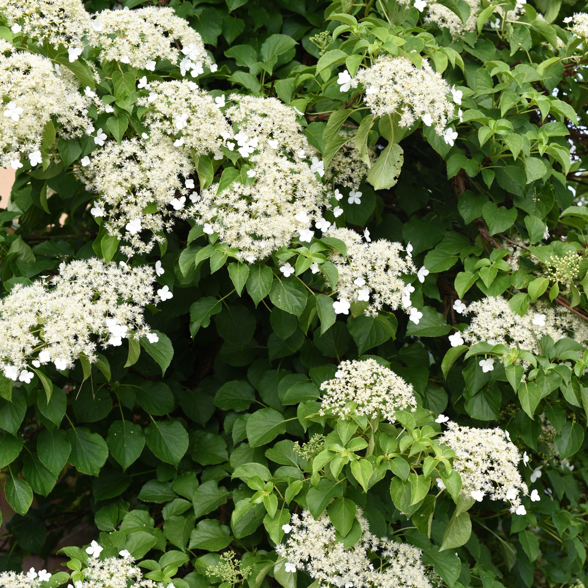 Flowering climbing hydrangea growing in garden