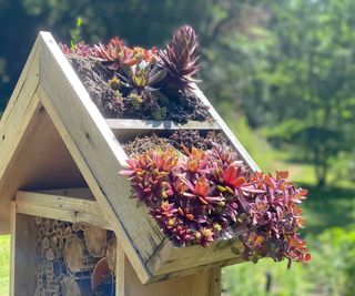 Insect hotel with plant roof